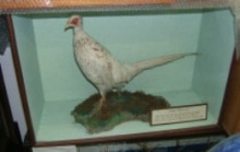 White Pheasant