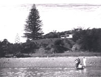 Norfolk Pine at Wahapu