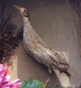 A Bird in the Hand