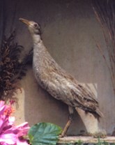 A Bird in the Hand