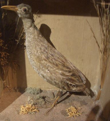 Of Cats and Birds – #141