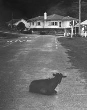 Livestock in the Streets – #146