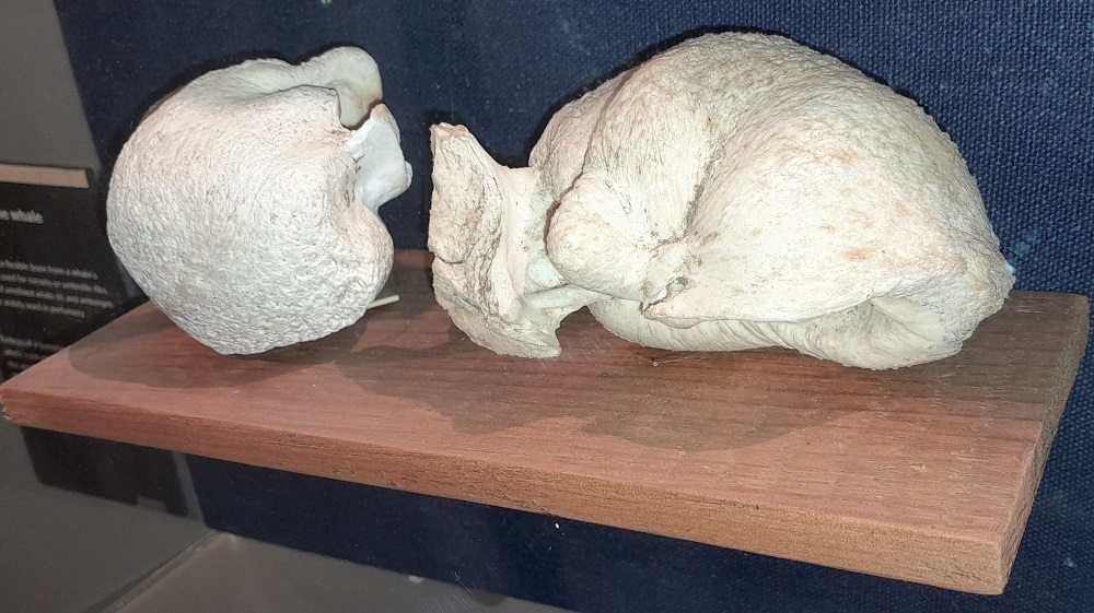 Whale ear bone Whale's ear bone